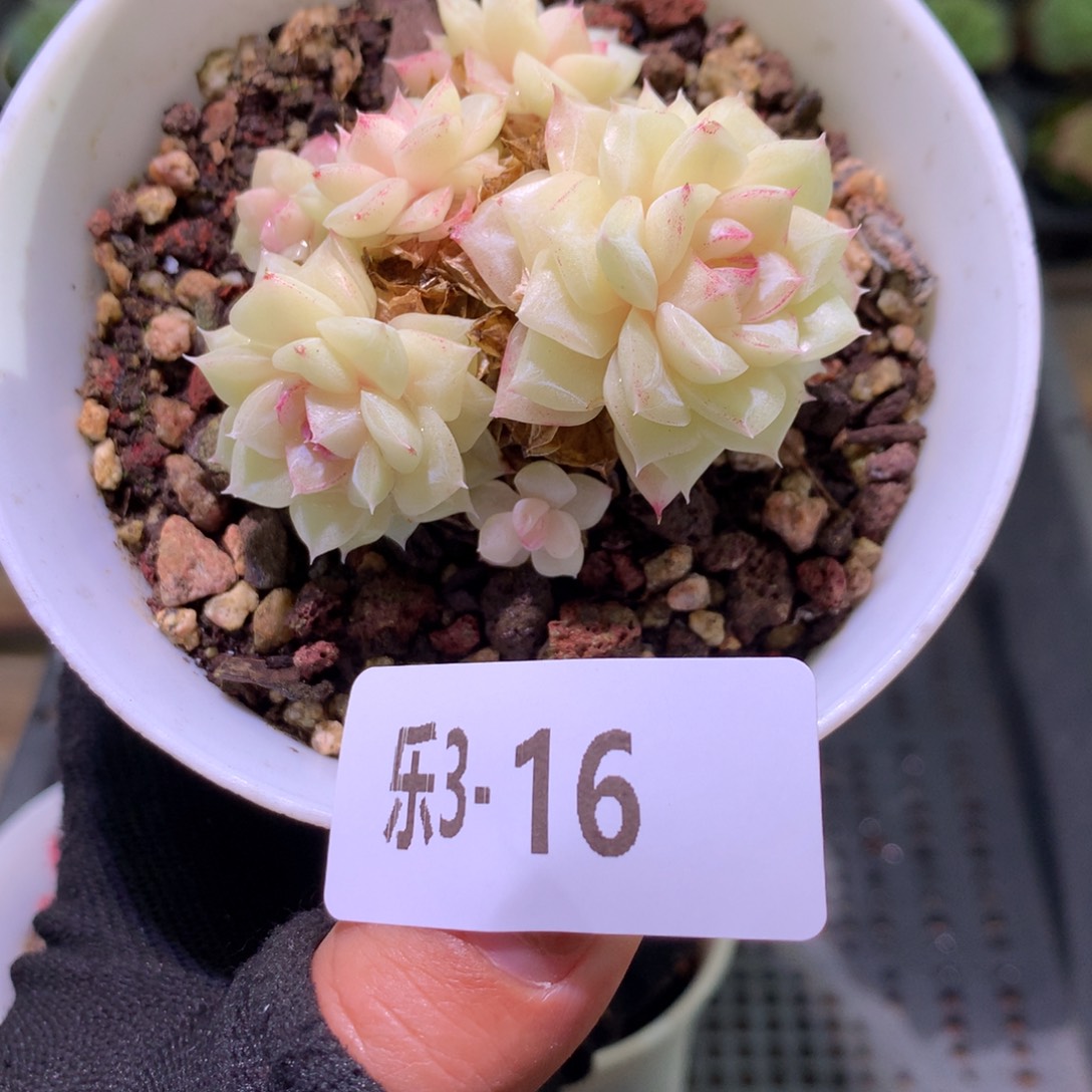 乐然 3-16 白天鹅群 