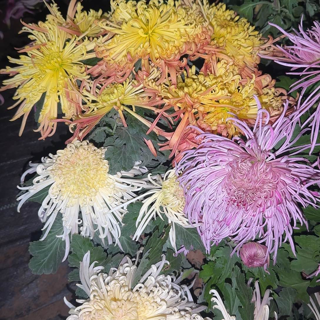 全部花朵P00000003