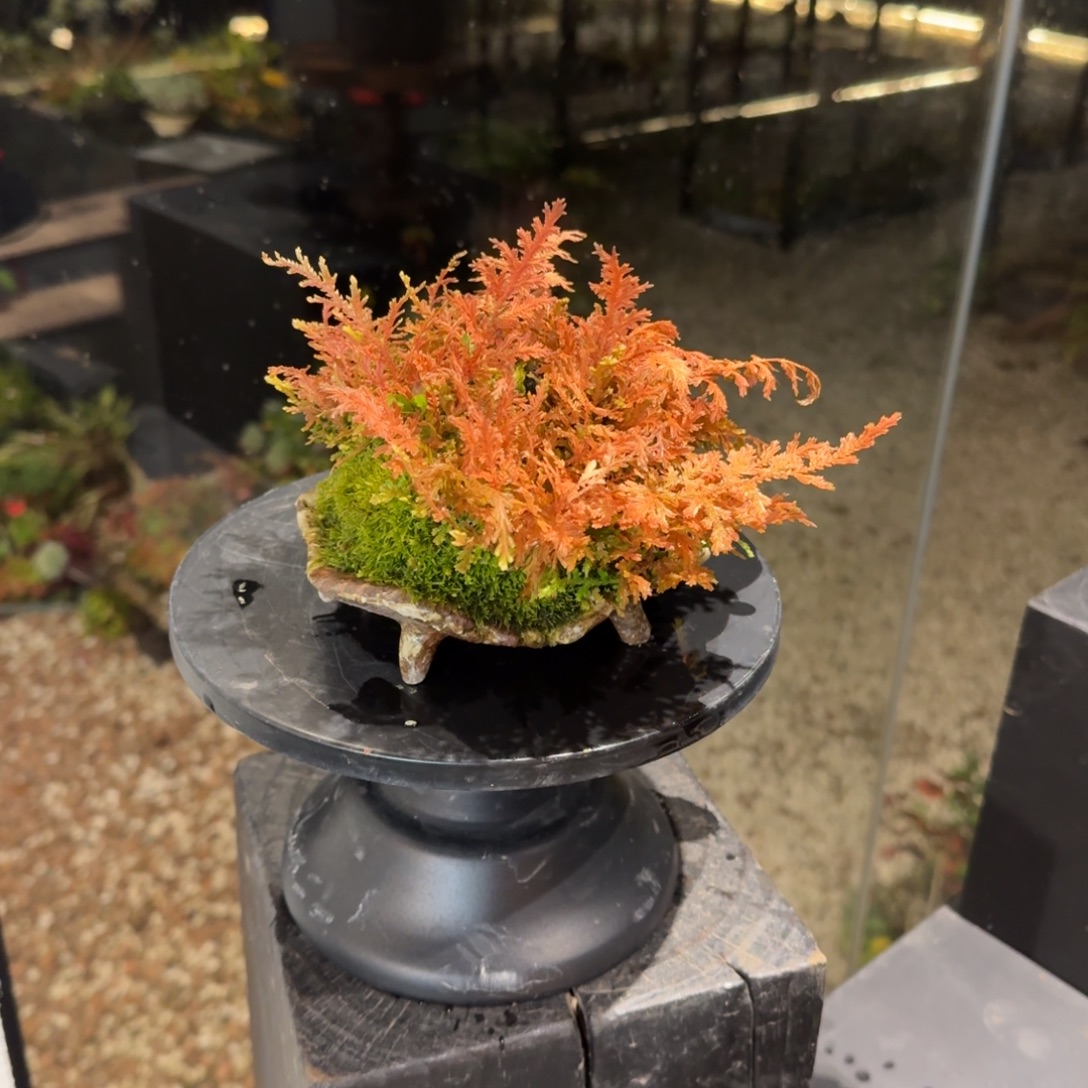 全部花朵山野草手作盆