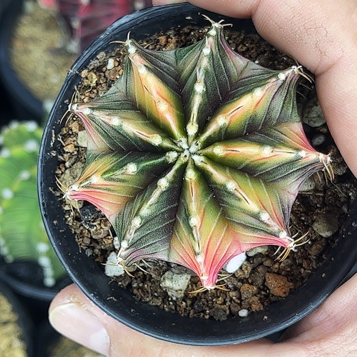 吉***8花友专拍一物一拍