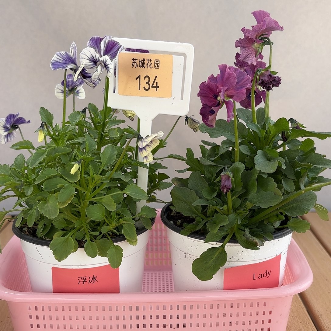 大部分开放少量花苞134