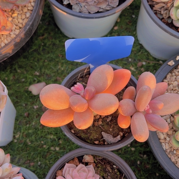 健健康康平平安安