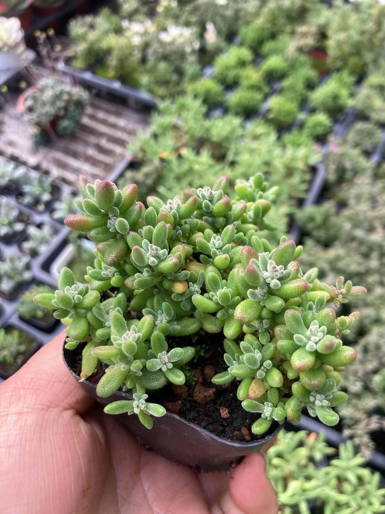 多肉植物多肉小盆栽多肉盆栽枝干番杏满12.9包邮