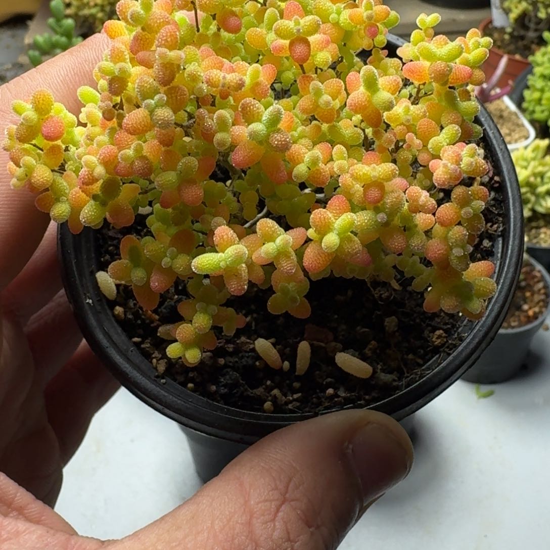 蜜橘 多肉植物枝干番杏