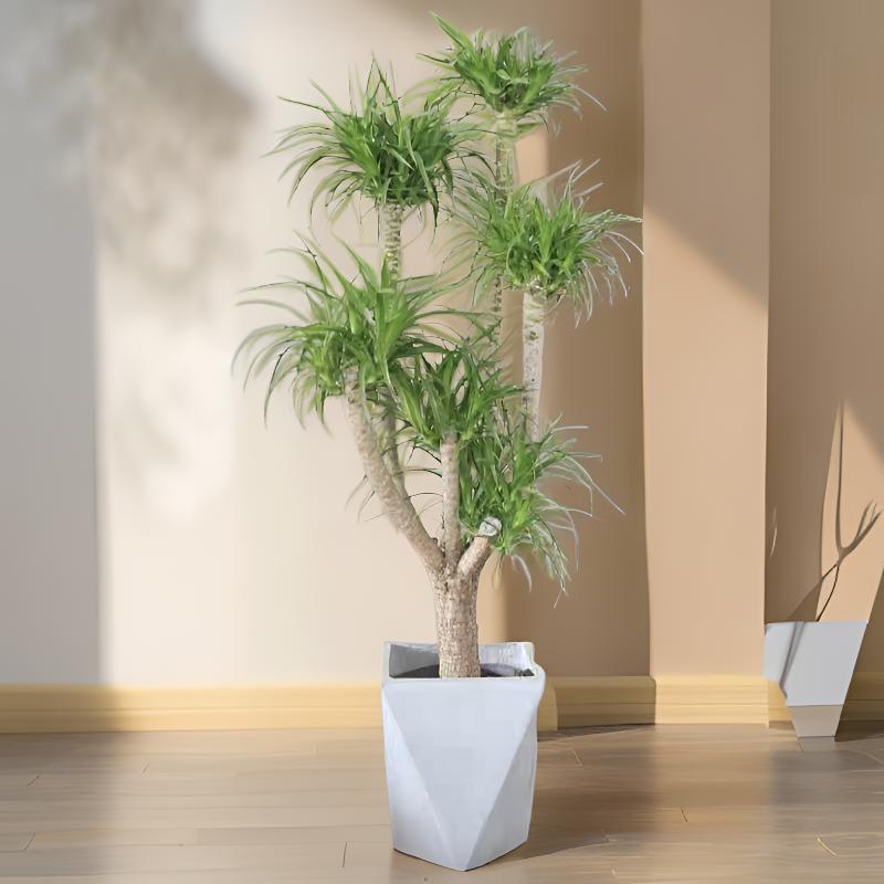 大多层龙血树盆栽绿植室内大型客厅真花龙须树落地植物