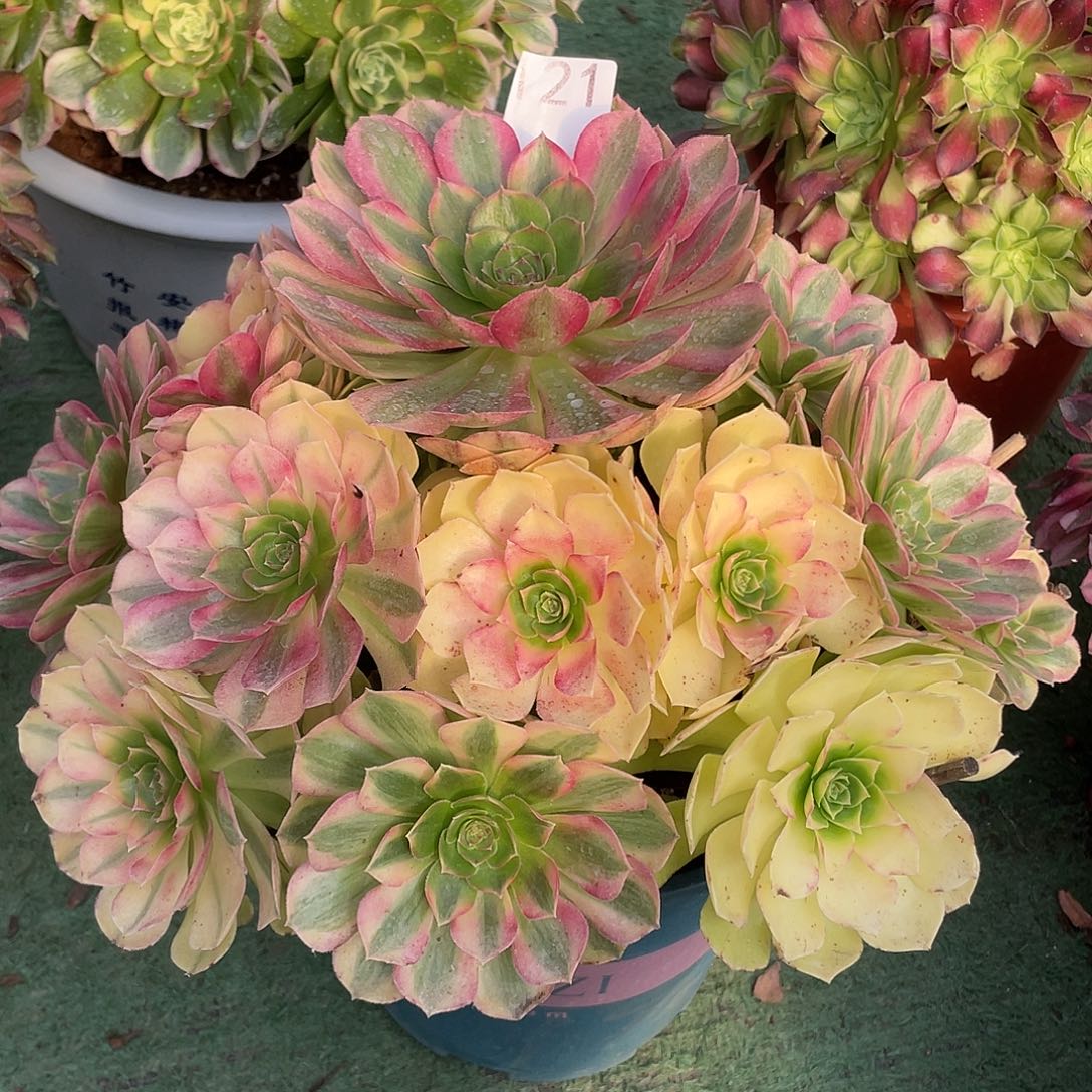 用***1121.雨荷多肉植物