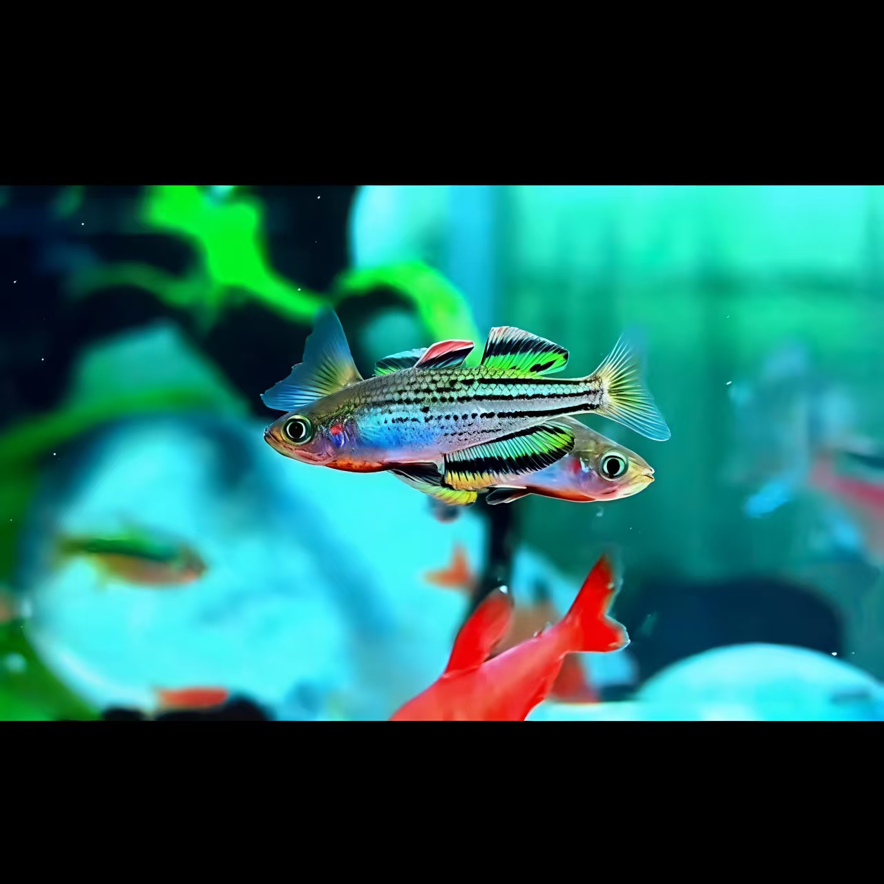 马克洛奇美人 南美精品观赏鱼 灯科鱼