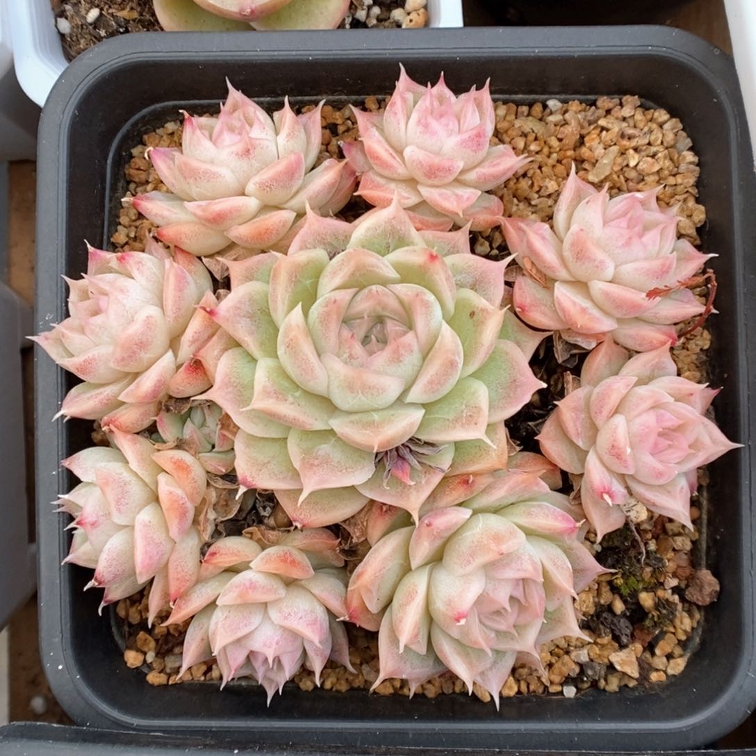 油透麦杆群生可拍。