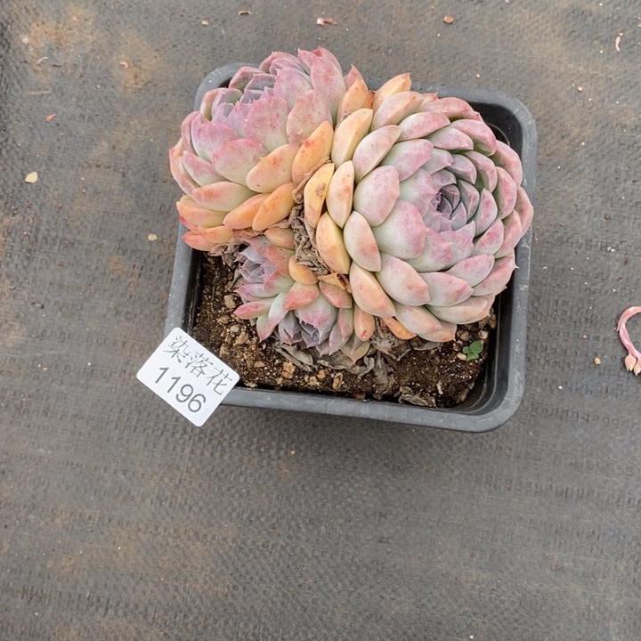 王*哈精品多肉植物1196王哈哈