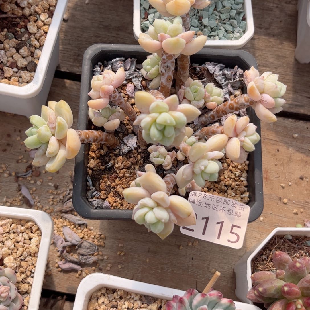 大2115，g c v cv b j k