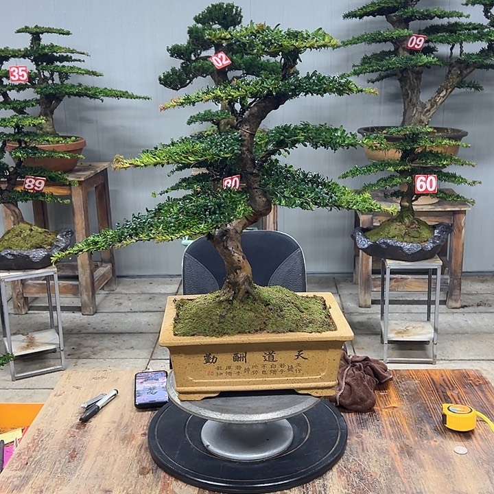 无花朵红芽珍珠罗汉松