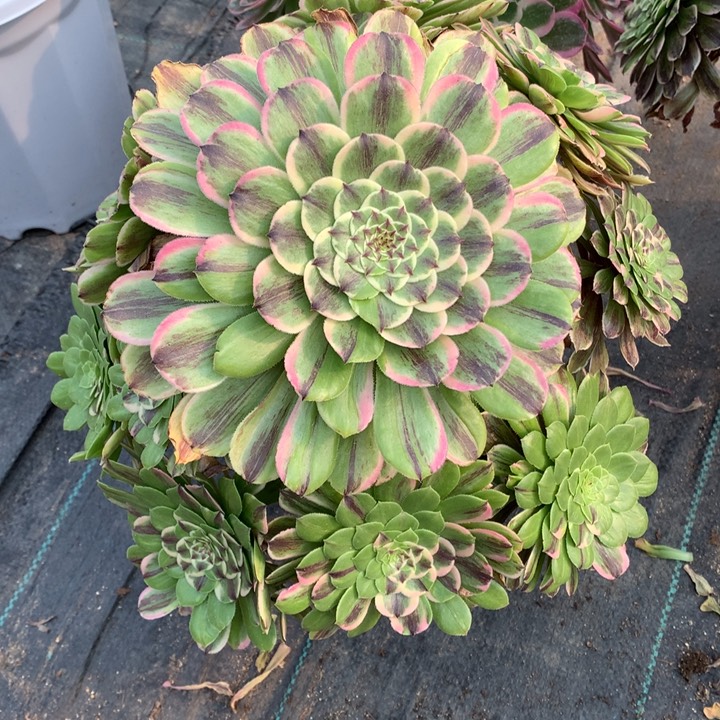 I****l不包损209号水粉老桩