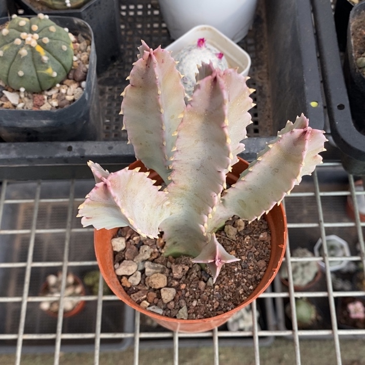 伯克利和格蕾纳等著名音乐