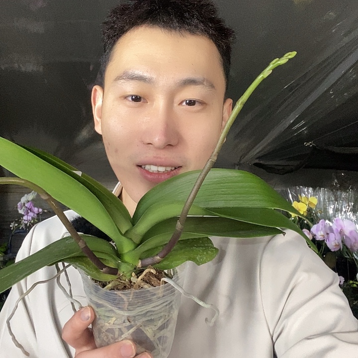 无花朵Kabuqinuo蝴蝶兰