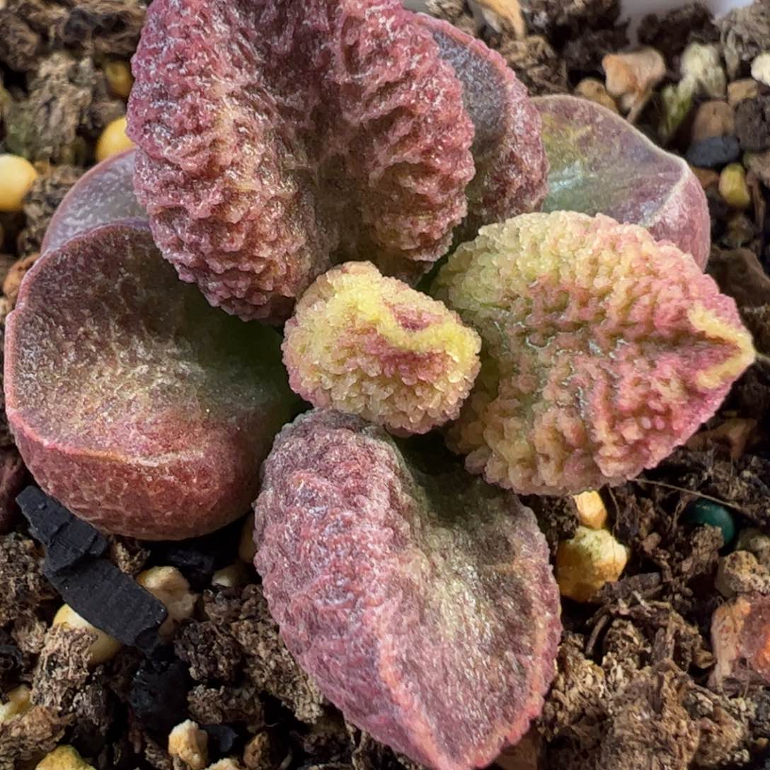 实生新品多肉植物水泡69号