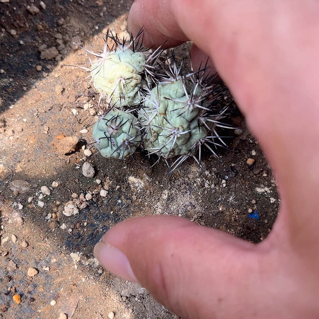 一***小帝王好好好大大大