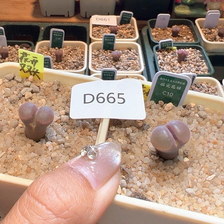 665。 专拍。 优选c10两年。终身包正版包白花。 满1111，35元回购券