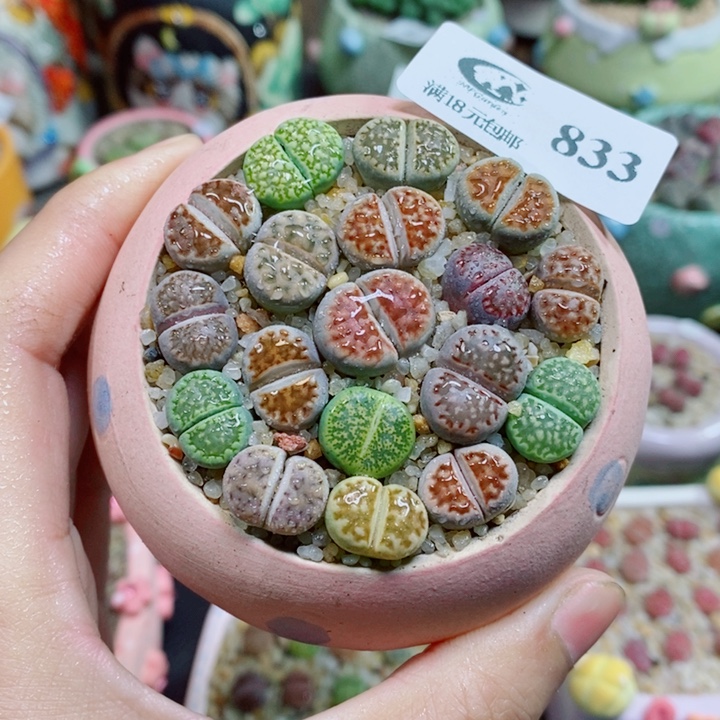 生石花花花花花花833