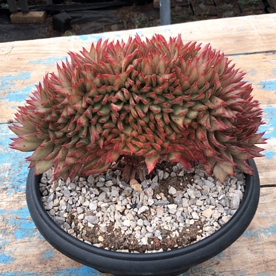 红缀一物一拍多肉