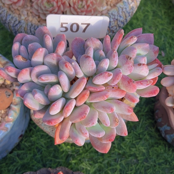 健健康康平平安安