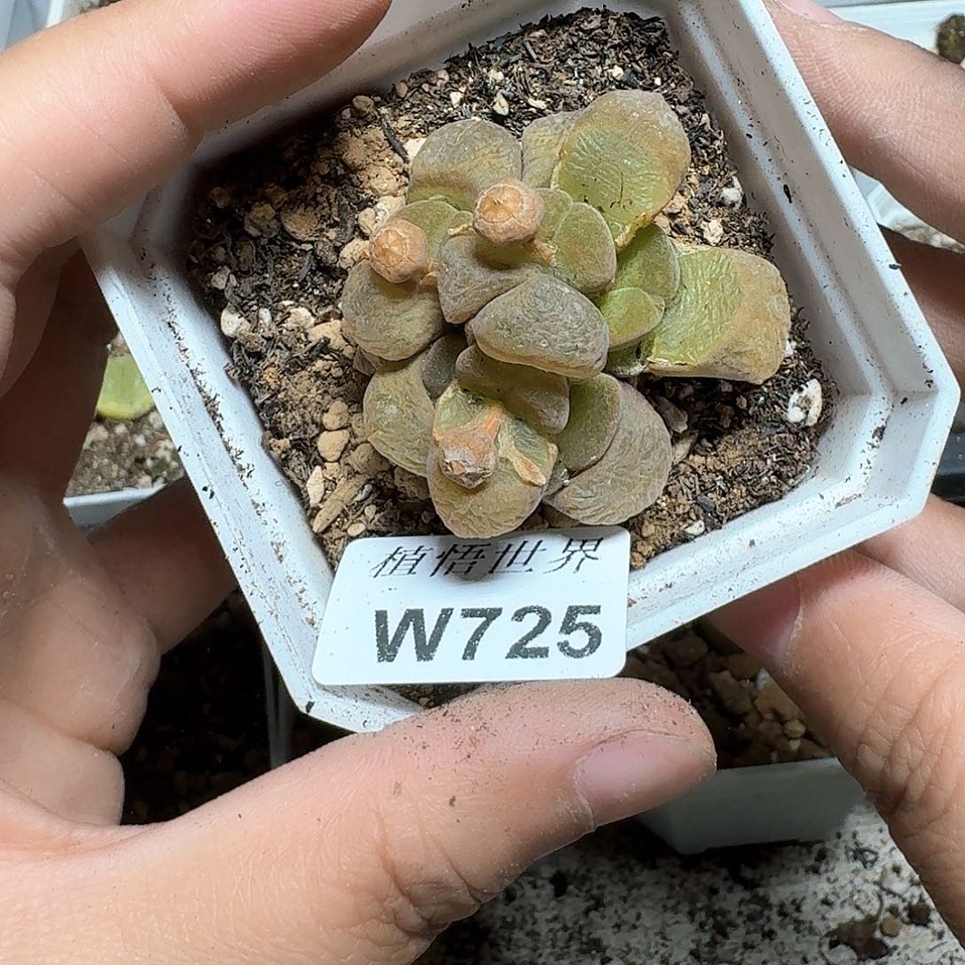 725盒的植物哇d r t g