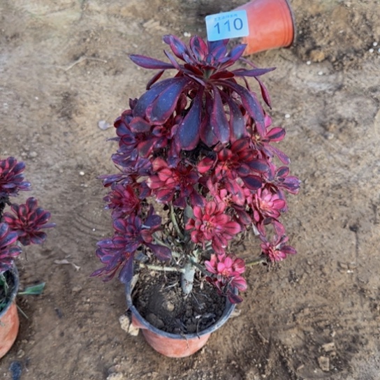 盈***间香奈儿2号棚110多肉植物