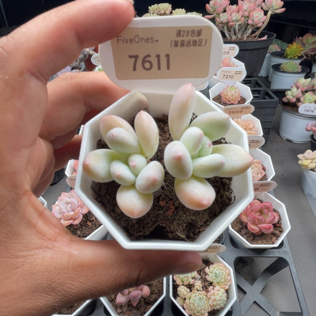 7611香水5.0厘米