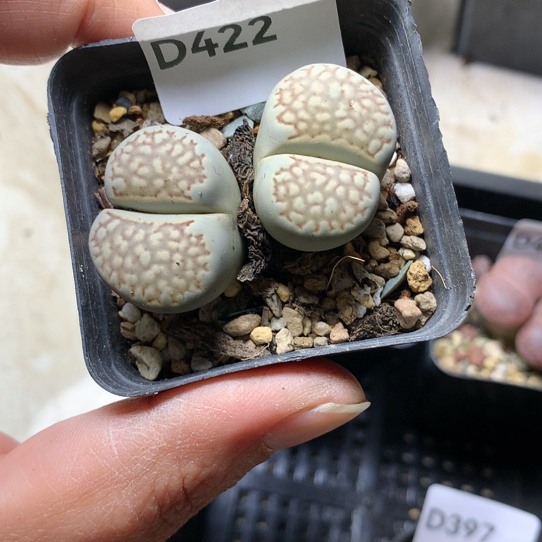 D422多肉植物保护研究所