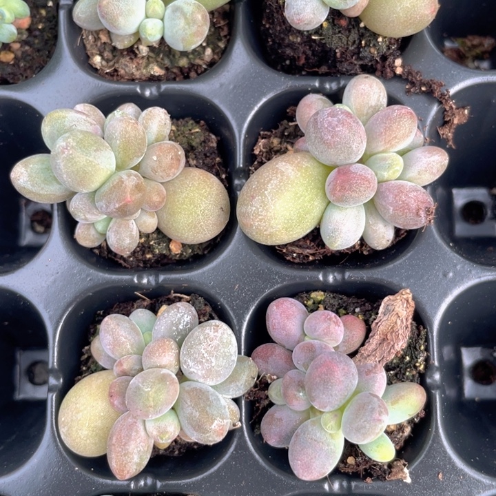 糖果奶随机发群生