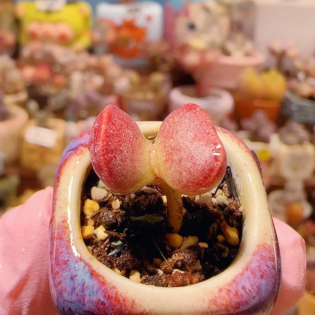 T可爱厚叶红书提盆口2cm