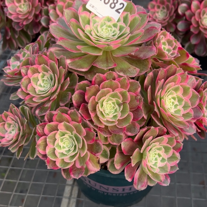 682孔雀翎25厘米左右