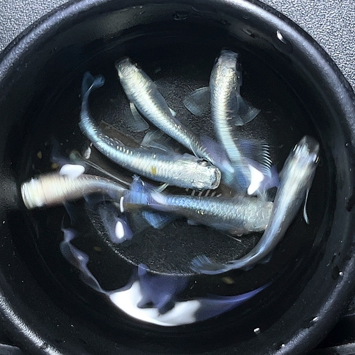 海水鱼观背青鱂25