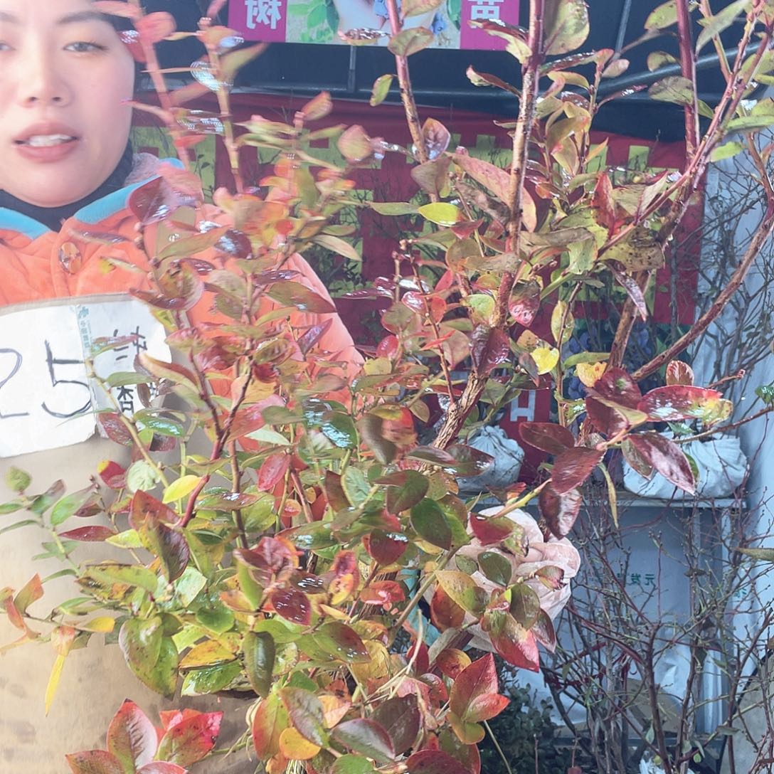 完全开放大果纯甜无酸蓝莓