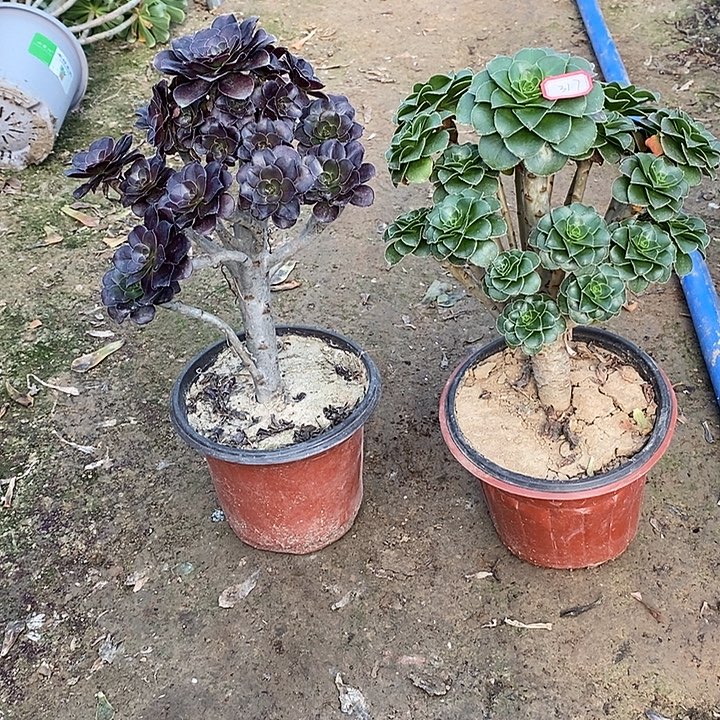 317，2棵多肉13578999000