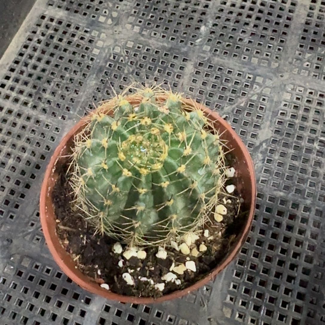 跟***虫CC288仙人球一颗，开花美