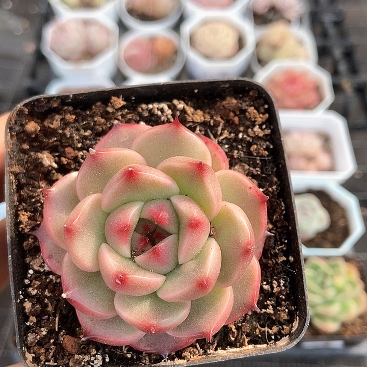 一物一拍满十包邮 78