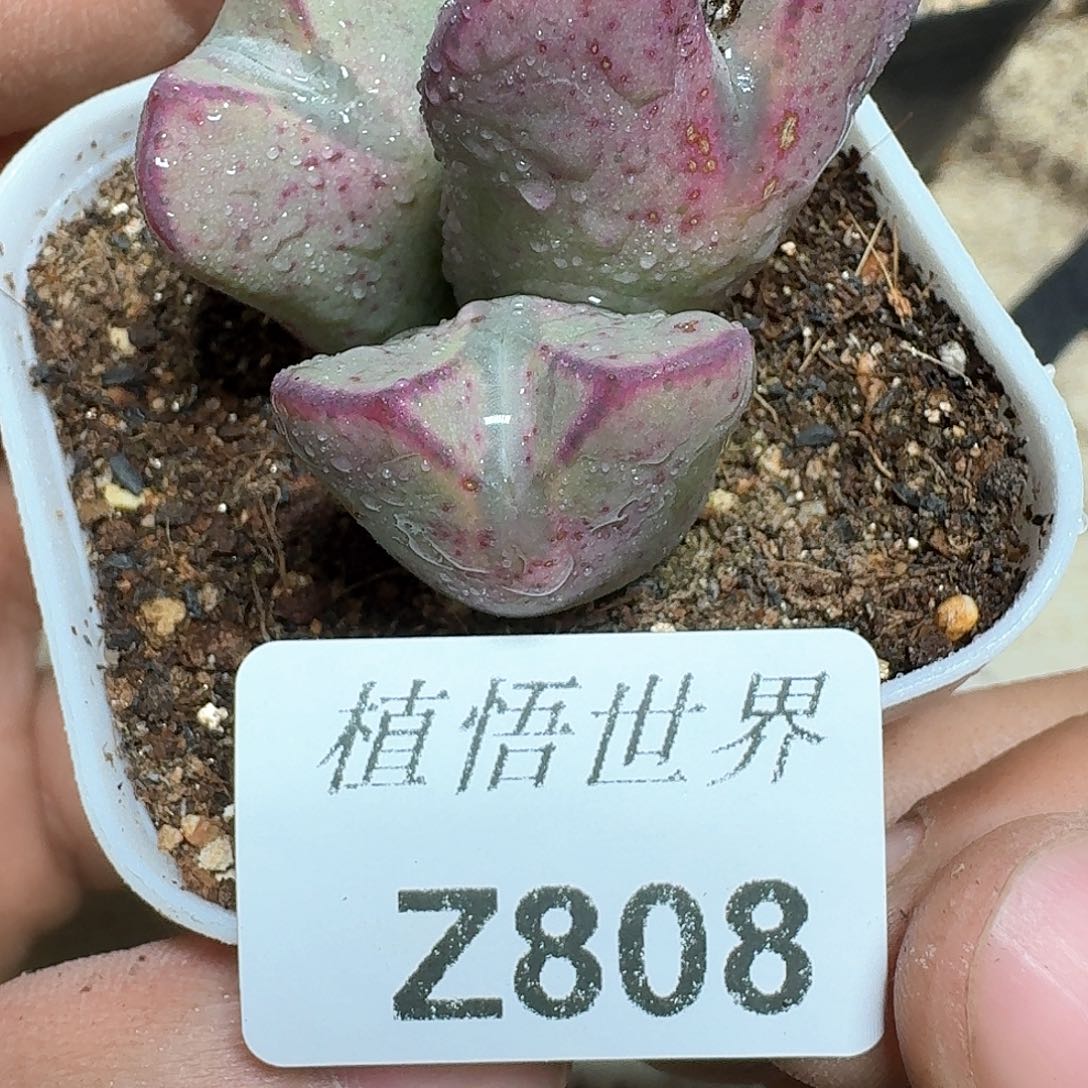 808号多肉植物哇x c