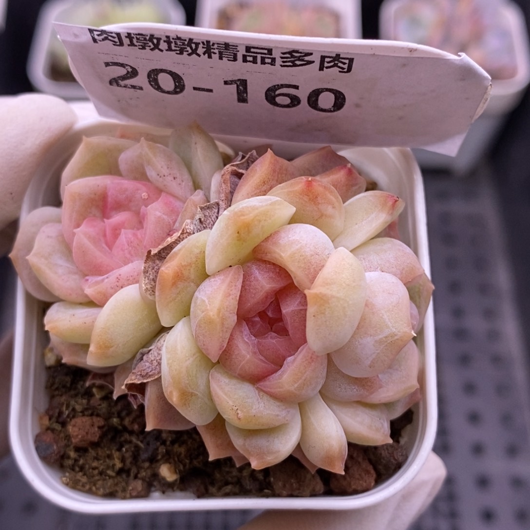 【闪购商品】20-160梦幻泡影