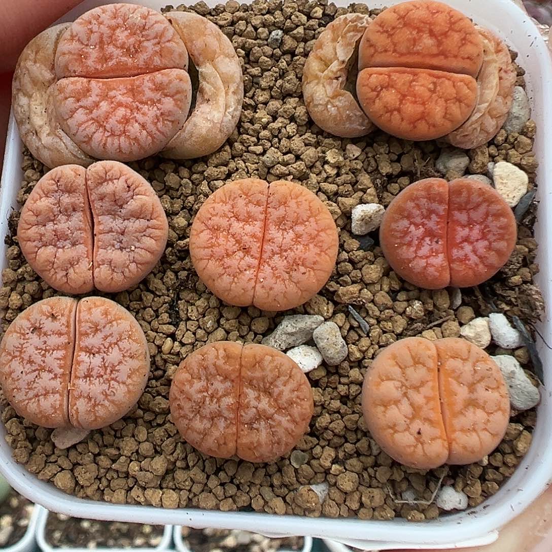 006拿铁裸根发货