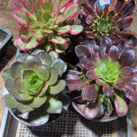 594多肉植物组合