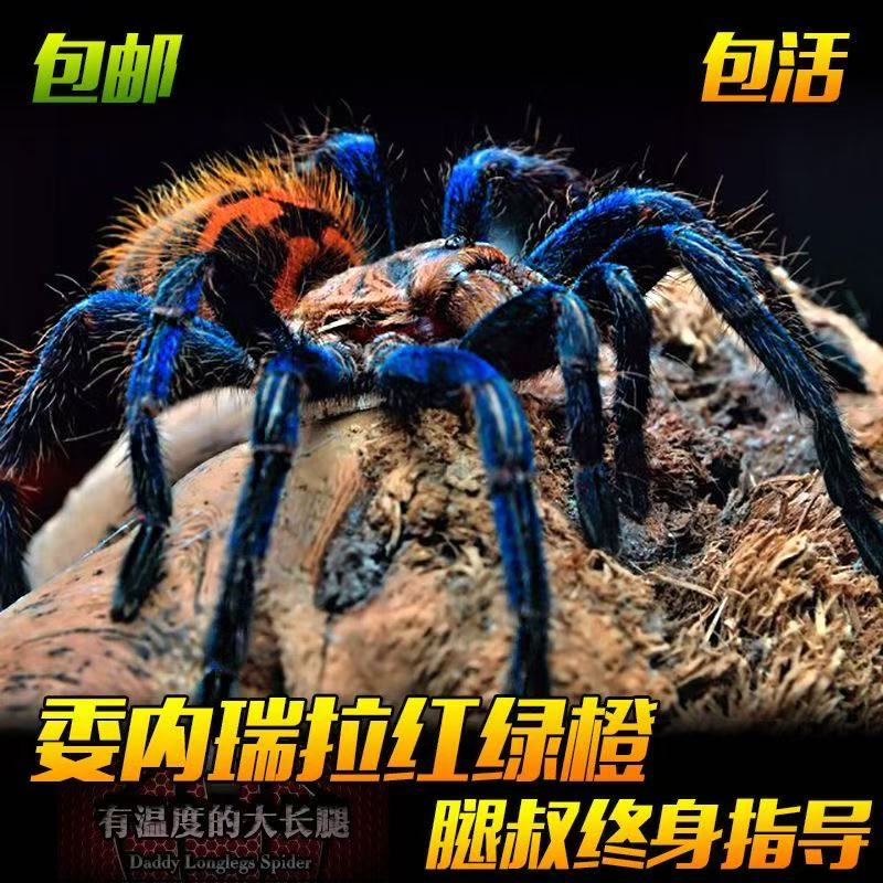腿叔～宠物蜘蛛委内瑞拉红绿橙艳丽新手学生入门地栖活体爬宠爬虫
