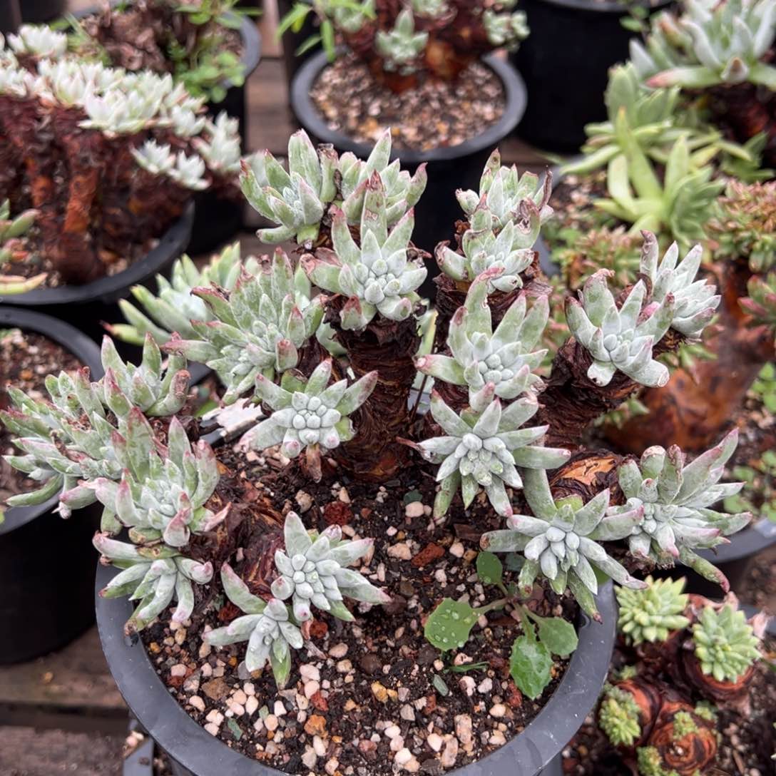 2170瑕疵哈哈哈哈哈哈哈