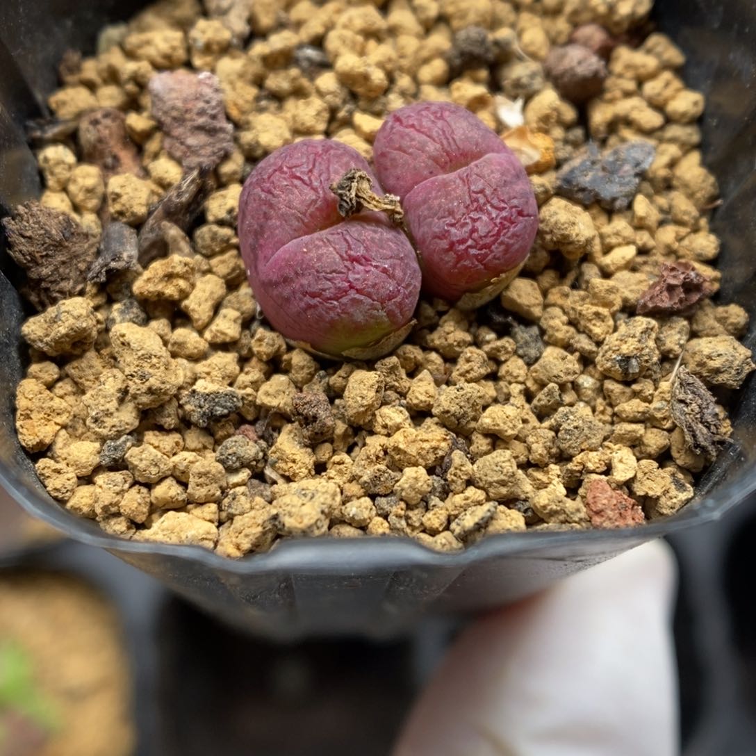 多肉植物肉锥杂交K-6679