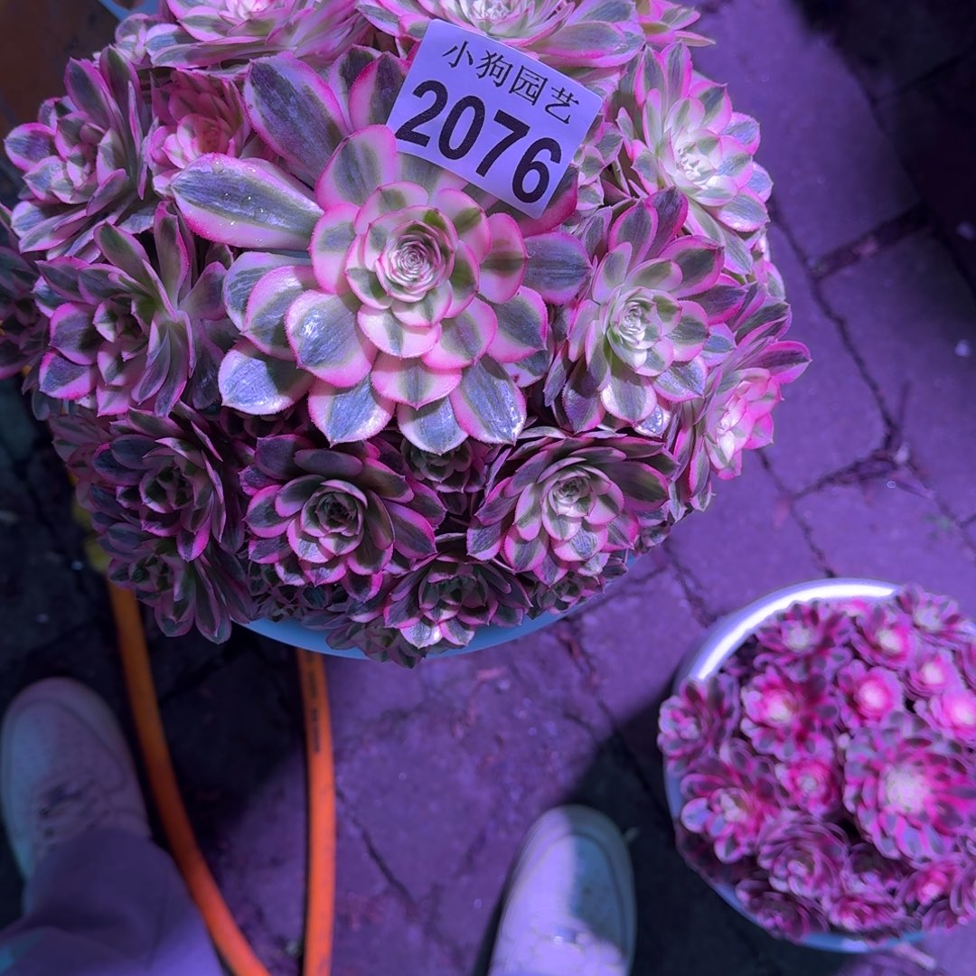 嘚***呔倾城多肉植物2076