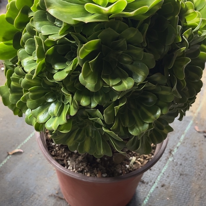 多肉植物翡翠琉璃…………