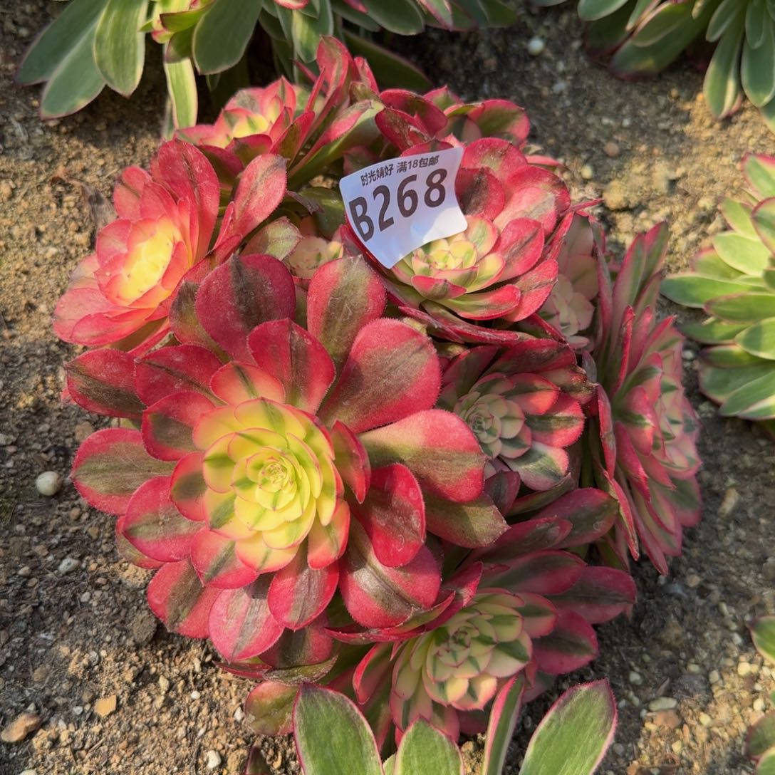 268荔枝 多肉植物