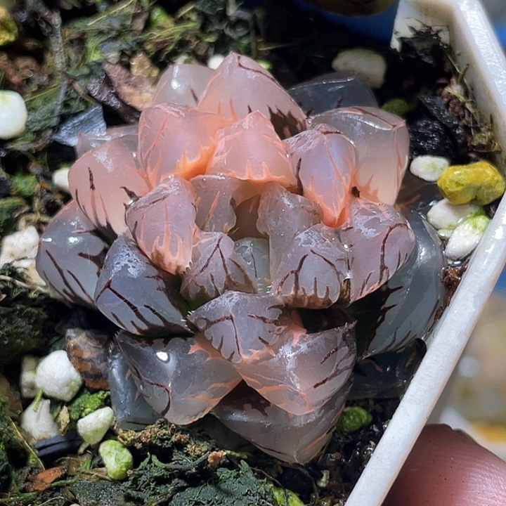 639水中月锦特选福利