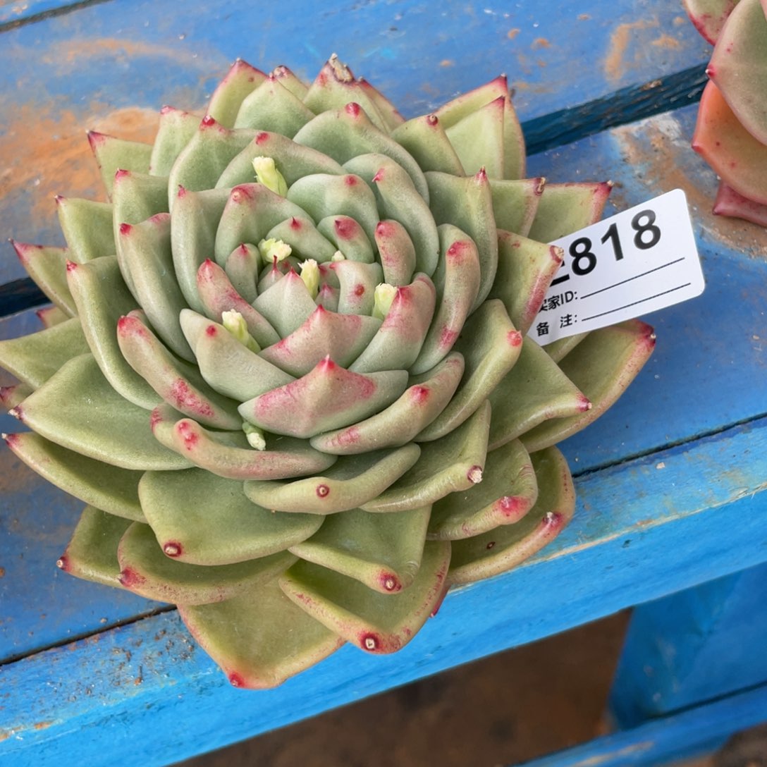 无花朵若如东云组拍E818