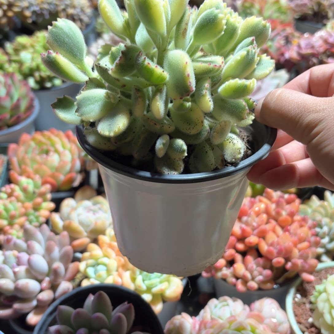 白熊多肉11㎝盆整群