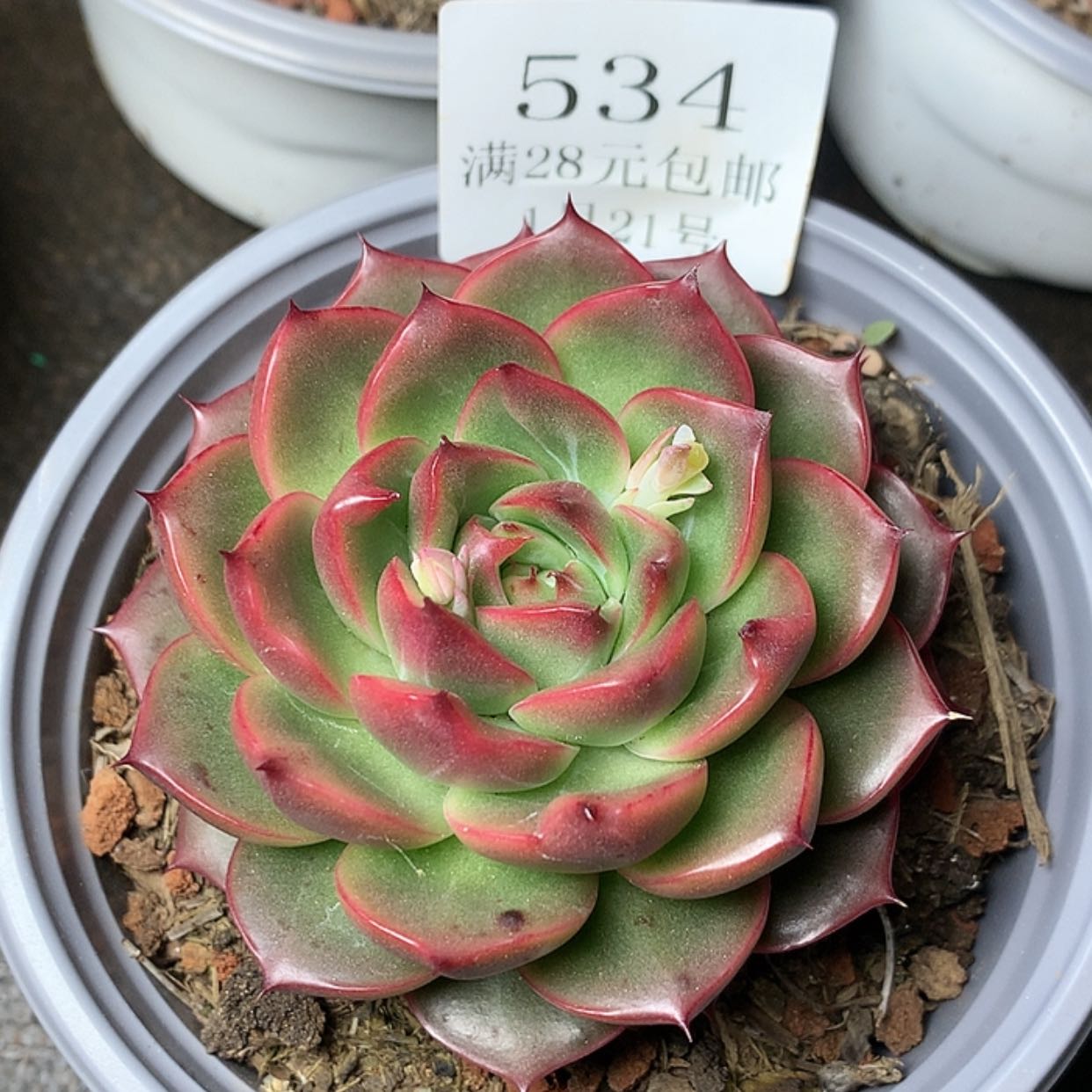 【闪购商品】云534